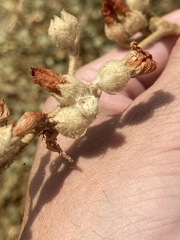 Malacothamnus orbiculatus