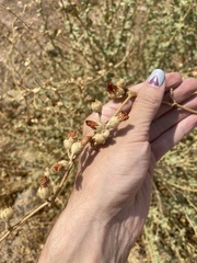 Malacothamnus orbiculatus