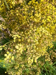 Acacia genistifolia