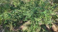 Melaleuca hypericifolia