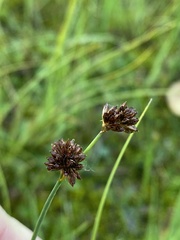Juncus mertensianus