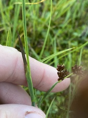 Juncus mertensianus