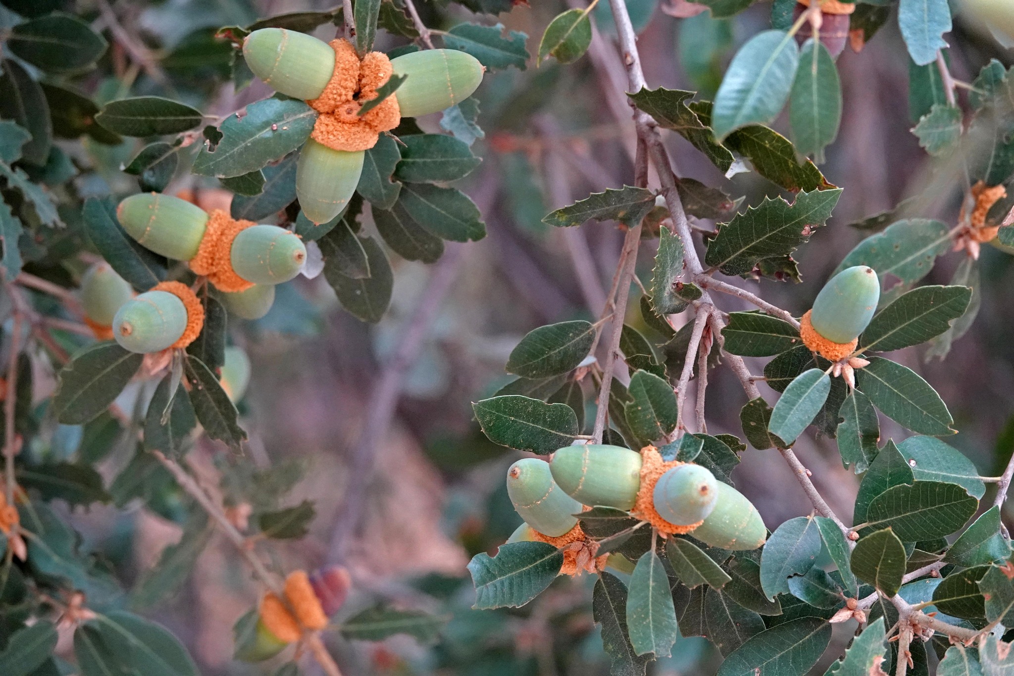 Quercus chrysolepis