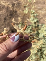 Malacothamnus orbiculatus