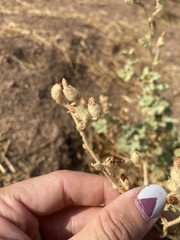 Malacothamnus orbiculatus