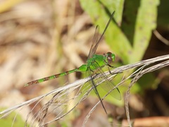 Erythemis vesiculosa