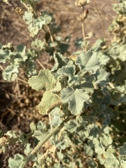 Malacothamnus orbiculatus