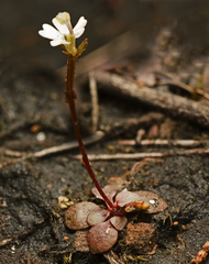 Stylidium tenerum