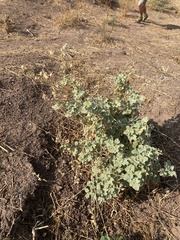 Malacothamnus orbiculatus