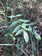 Polyscias sambucifolia