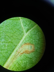 Bucculatrix frangutella