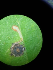 Bucculatrix frangutella