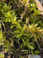 Climacium dendroides