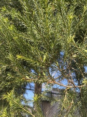 Melaleuca armillaris