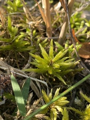 Climacium dendroides