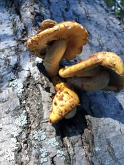 Pholiota aurivella