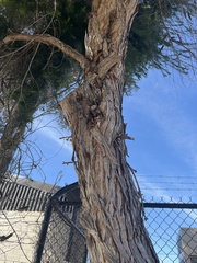 Melaleuca armillaris