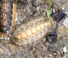 Ischnochiton cariosus