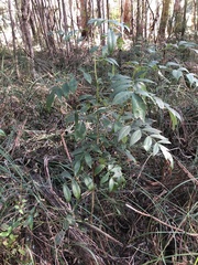 Polyscias sambucifolia