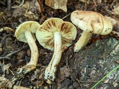 Tricholoma saponaceum