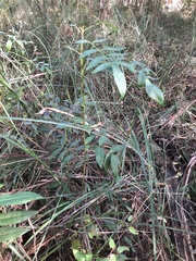 Polyscias sambucifolia