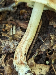 Tricholoma saponaceum