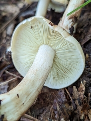 Tricholoma saponaceum