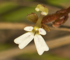 Stylidium tenerum