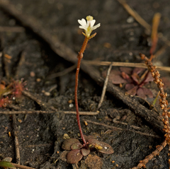 Stylidium tenerum