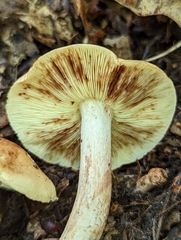 Tricholoma saponaceum
