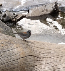 Junco hyemalis caniceps