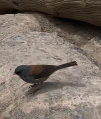 Junco hyemalis caniceps