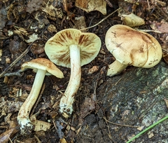 Tricholoma saponaceum