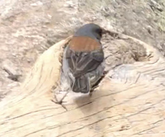 Junco hyemalis caniceps