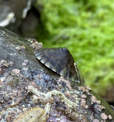 Cellana tramoserica