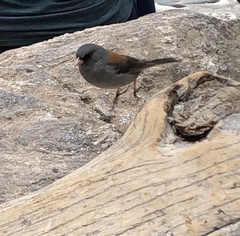 Junco hyemalis caniceps