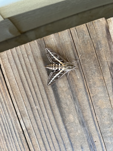 iNaturalist observation photo of White-lined Sphinx