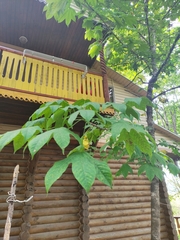 Kalopanax septemlobus