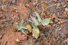 Asclepias californica