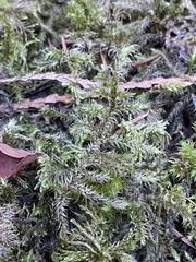 Rhytidiadelphus loreus