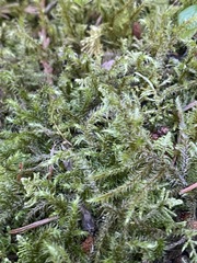 Rhytidiadelphus loreus