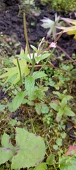 Epilobium
