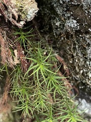 Polytrichastrum alpinum