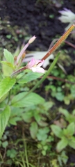 Epilobium