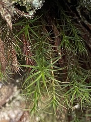 Polytrichastrum alpinum