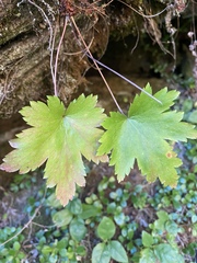 Heuchera glabra