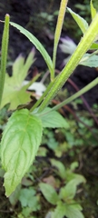 Epilobium