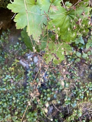 Heuchera glabra