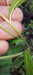 Epilobium