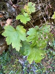 Heuchera glabra
